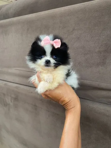 Lulu da pomeranea anao com 56 dias vacinada 