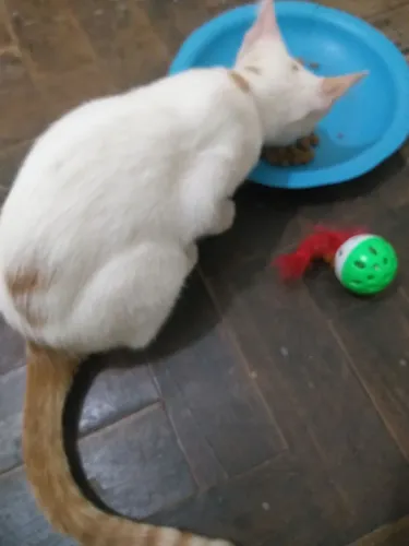Adoção responsável de um gato