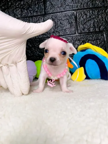 Chihuahua fêmea pc