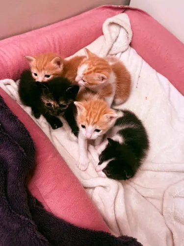 Gatos bebês para adoção 