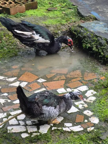 LINDO CASAL DE PATOS
