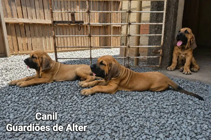 3 Machos de Fila Brasileiro Dourados - Linhagem Premium (CBKC)
