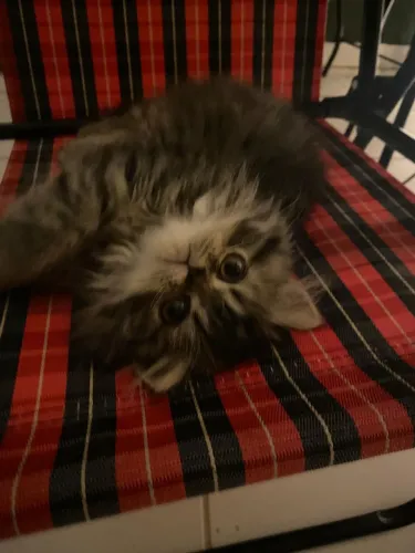Gato persa