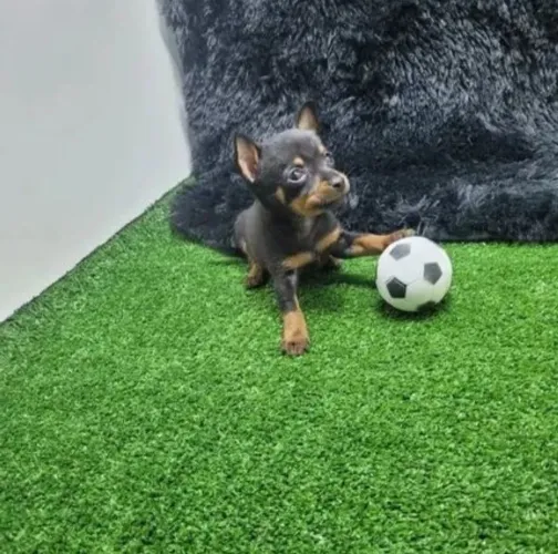 LINDOS FILHOTES DISPONÍVEL NÚMERO ZERO ÓTIMA PROSCEDENCIA 