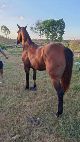 Cavalo de direita. PO 