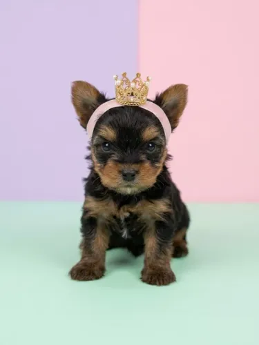 Princesa York Apaixonante