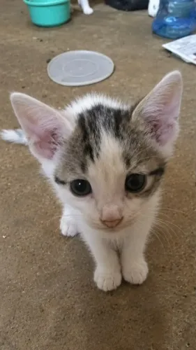 Filhotes de Gato- 2 meses