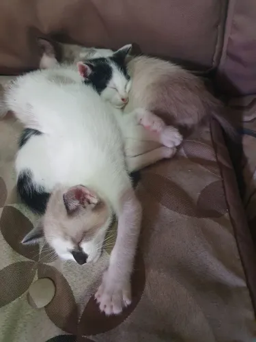 Doações de filhote de gatos ? ? ? ?