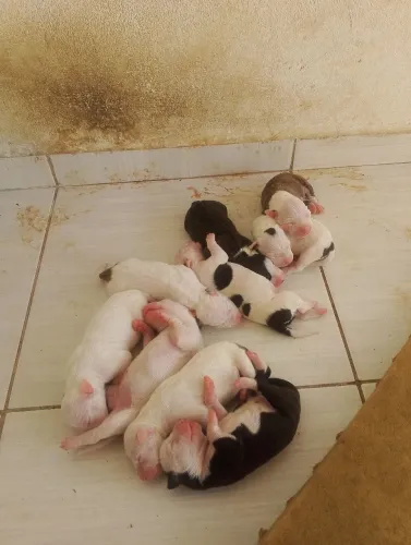quem deseja posso ir ou comprar um pet para ser feliz ?