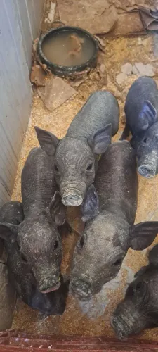 Leitões Caruncho