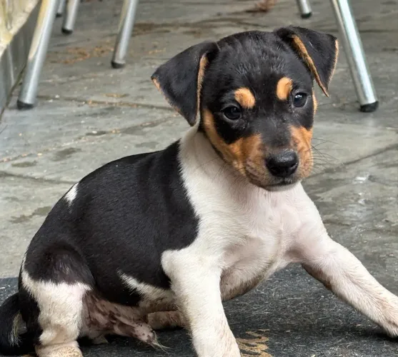 Filhote fox paulistinha- macho