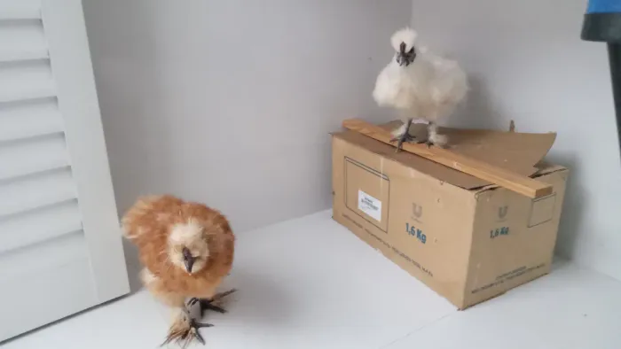 Vendo Galinhas 