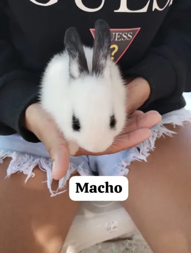 Vendo 