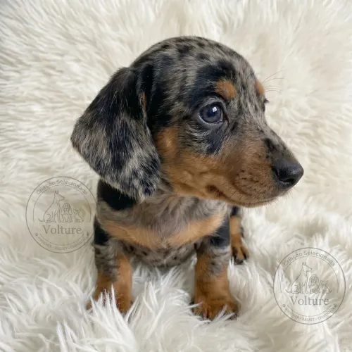 Basset dachshund minis companheiros e saudáveis