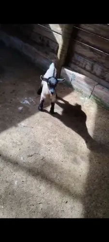 Mini cabritinha 