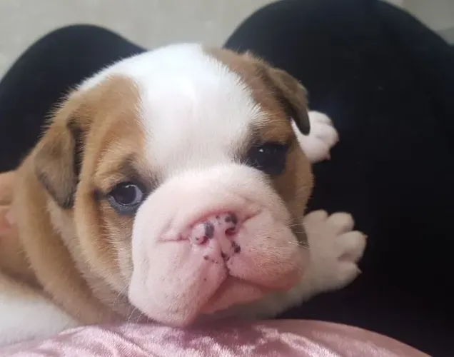 Bulldog Inglês,Bulldog Inglês Filhote Disponível Entrega Facilitada