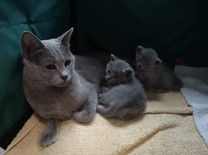Filhotes de Russian blue