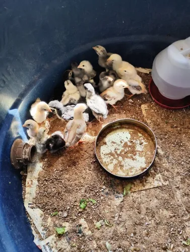 Vendo pintinhos caipira