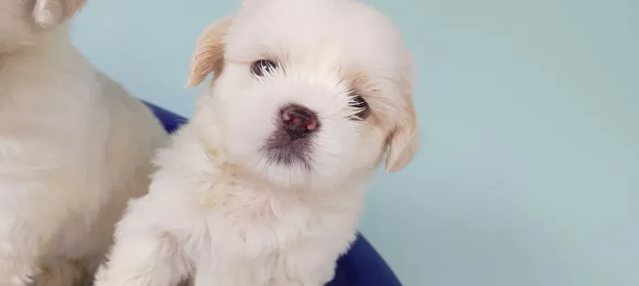 VENDO SHIH TZU..... MACHO....