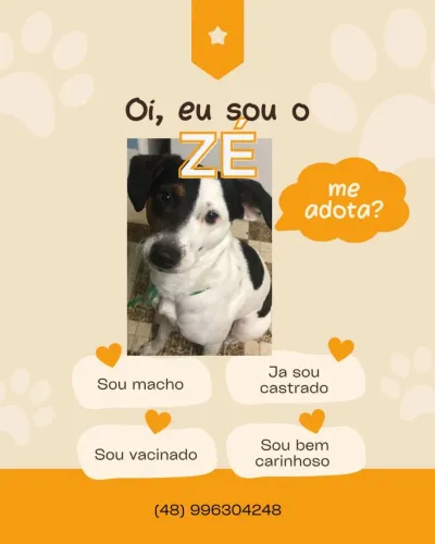 Cachorro castrado e vacinado para adoção