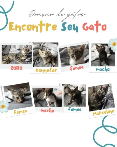 Gatos para adoação (Machos, Femêas, 4 e 9 meses).