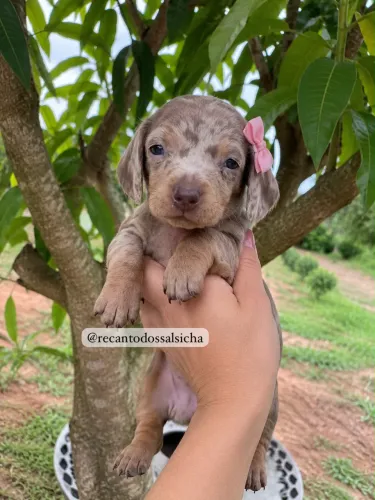 Filhotes DACHSHUND (salsichinhas) 