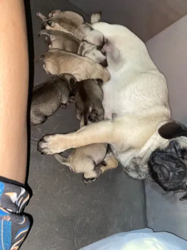 Lindos filhotes de pug