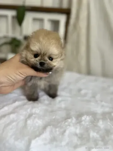 Baby esperto e alegre Spitz Alemão/ Lulu da Pomerânia/ anão/ anãozinho