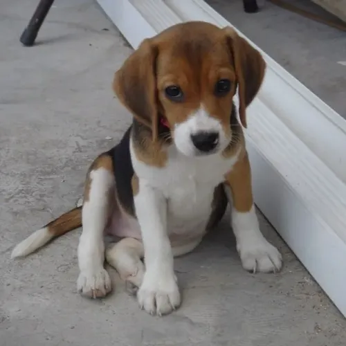 Beagle Uma carinha que merece entrar para seus favoritos