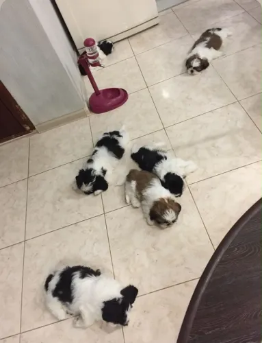 ? VENDO DOGUINHOS SHIH-TZU ? VALOR SIMBÓLICO