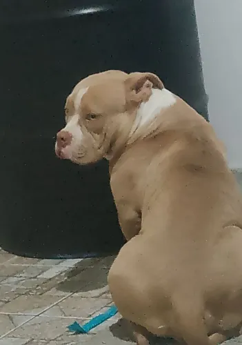 Cachorro