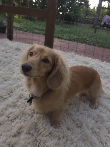Filhote de Mini Golden