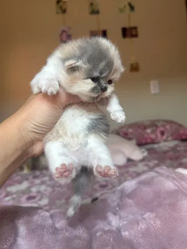 FILHOTE GATO PERSA