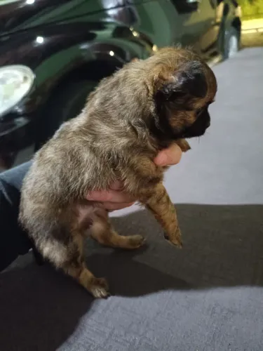 Chihuahua
