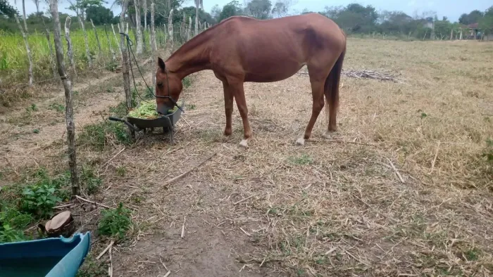 Potra Mangolina
