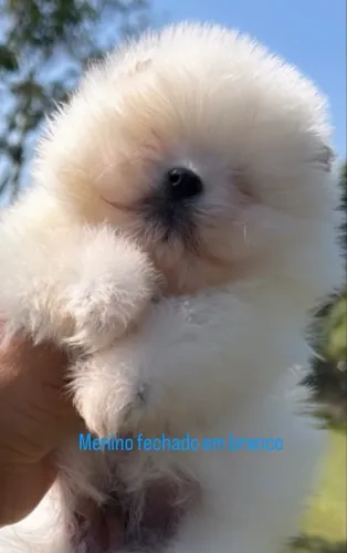 Lulu pomerania
