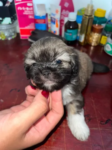 Shih tzu macho