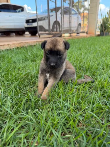 Pastor Belga Malinois