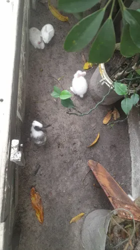 Pra sua alegria ? 