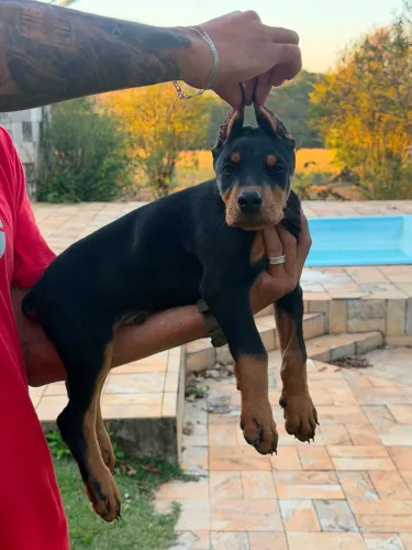 Lindos filhotes Dobermann machos e fêmeas vacinados  padrão top