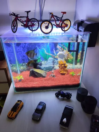 Aquário de 60 litros completa 