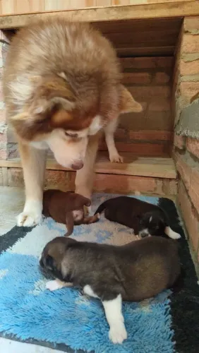Filhotes de husky siberiano dispoveis