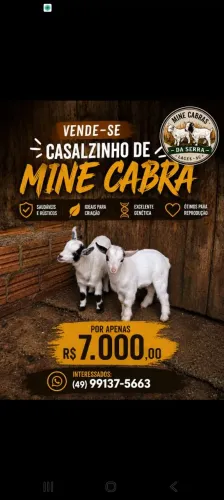 Casalzinho de mine cabra