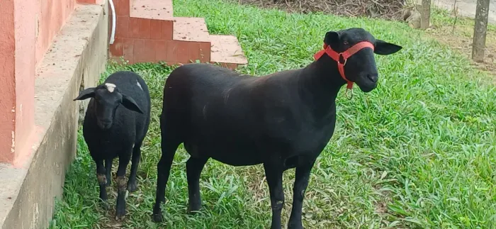Ovelha raça Santa Inês