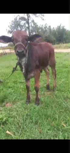 Vendo terneira girolanda