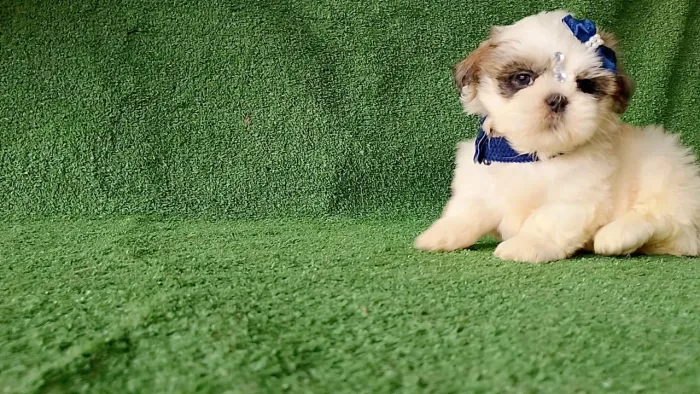 Lindos filhotes de shih Tzu macho e fêmea. 