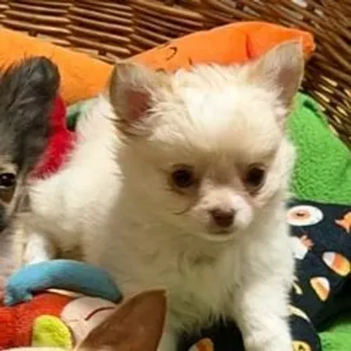 Chihuahua,Chihuahua Filhote Pronto Para Novo Lar