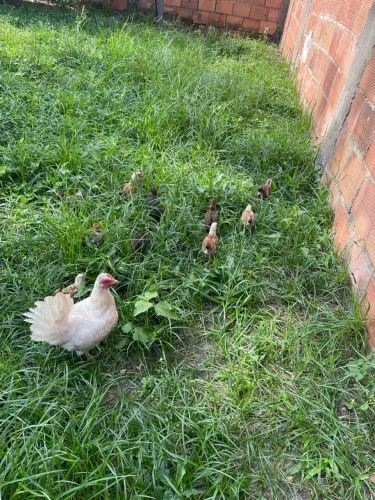 Vendo pintinho garnisé 