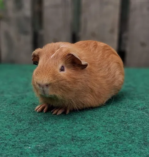 Porquinho da india