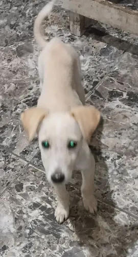 Adote um cãozinho 